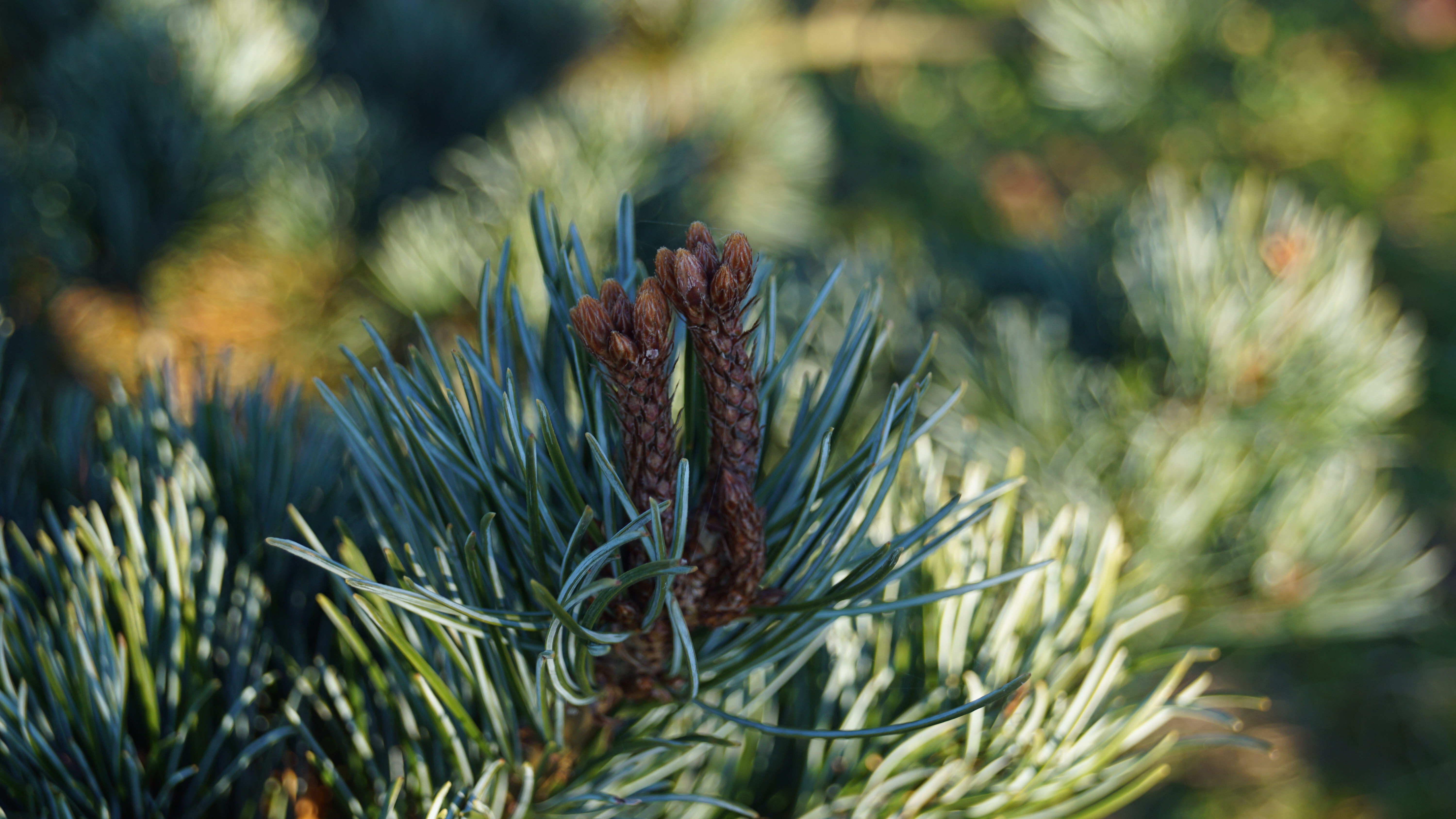 Pinus parviflora 'Negishi' (5)